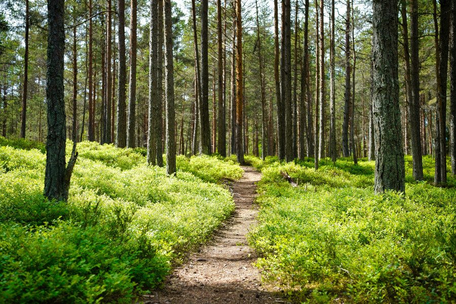blog-survival-tips-in-the-forest